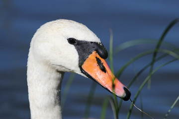 Obraz premium portrait of a swan from profile