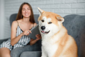 Funny dog akita inu looking at the camera with owner woman with tablet lapop  in a background.Young woman is working with laptop and her dog sitting in front of her