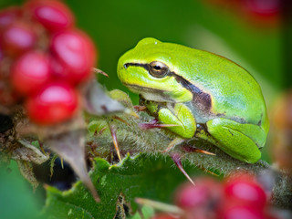  Europäische Laubfrosch (Hyla arborea)