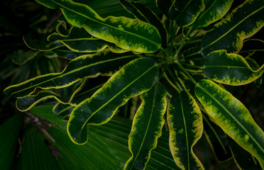 Leafs of the jungle, green and healthy. rainforest of indonesia, bali, asia. Fullframe closeup, detail.