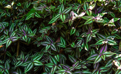 Green leaves background and texture ,Abstract nature background