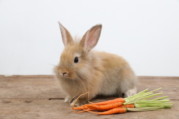 cute brown easter bunny rabbit on wood with carrots and white background
