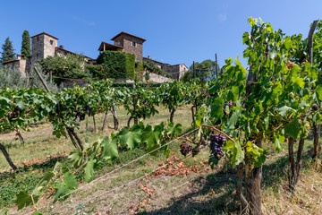 Bunches of grapes in the vineyards below the medieval village of Montefioralle, Florence, Tuscany, Italy