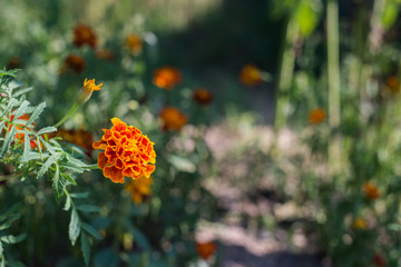 Flowers, close up of field flowers, summer time and summer atmosphere.