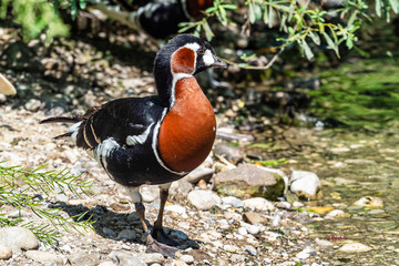 Branta ruficollis, Red-breasted Goose brightly marked species of goose