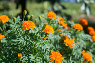 Flowers, close up of field flowers, summer time and summer atmosphere.