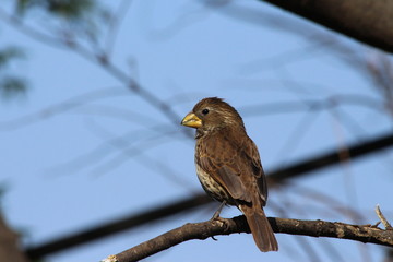A nice bird in close-up