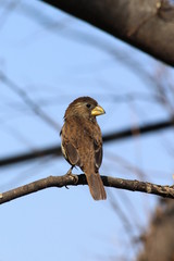 A nice bird in close-up