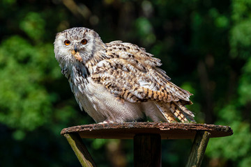 Eurasian Eagle Owl, Bubo bubo in a german nature park