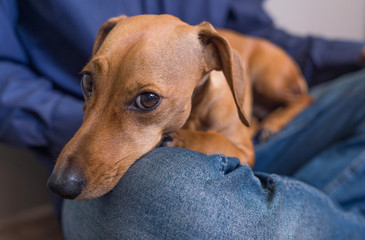 Dachshund with mans legs. Cute beautiful reddish dog.