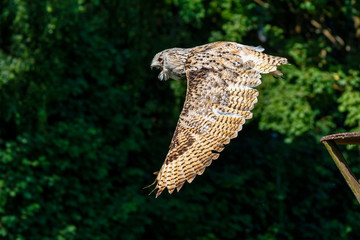 Eurasian Eagle Owl, Bubo bubo in a german nature park
