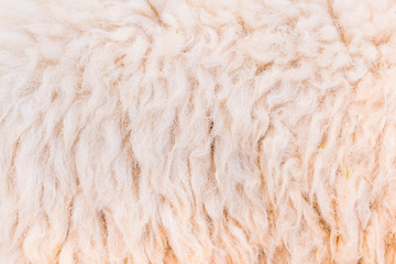 Natural fiber thermal fur wool texture background from sheep with white bright color tone. Backdrop for design art work or text message.