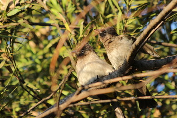 Dark caped bulbul in Johannesburg