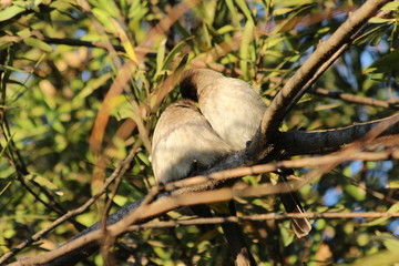 Dark caped bulbul in Johannesburg