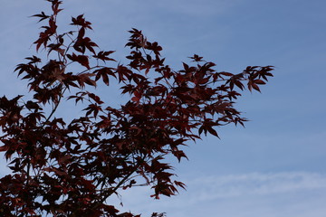 tree and sky