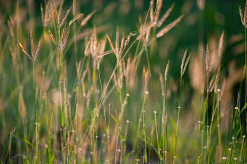Beautiful meadow summer natural landscape with natural light sunset of the sun with dramatic yellow and orange sky. Outdoor travel on wild nature. Relax zone with fresh air and water.