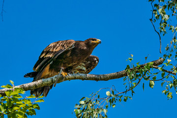 Harris's hawk, Parabuteo unicinctus, bay-winged hawk or dusky hawk