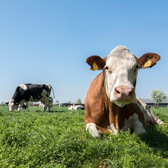 Fototapeta na wymiar spotted cows in green meadow under blue sky near utrecht in the netherlands