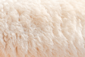 Natural fiber thermal fur wool texture background from sheep with white bright color tone. Backdrop for design art work or text message.