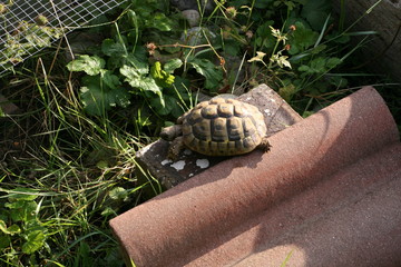 tortoise on brick