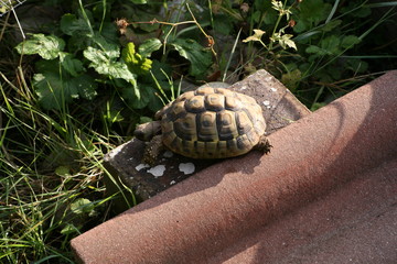 tortoise on brick