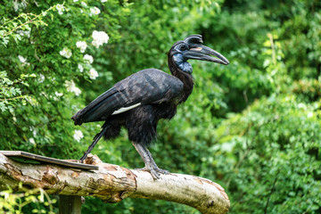 Abyssinian northern Ground Hornbill, Bucorvus abyssinicus strange bird