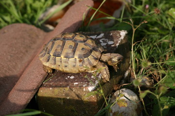 Fototapeta premium tortoise on brick