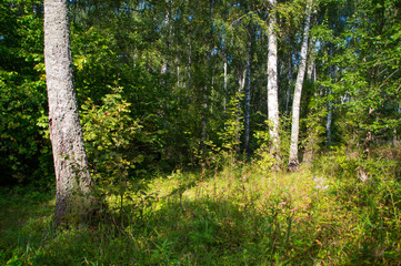 The nature of the Moscow region,View of the summer forest near Moscow