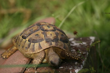 tortoise looking at ground