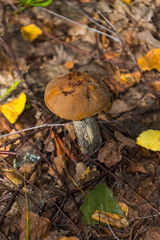 The nature of the Moscow region,mushrooms hid in the grass