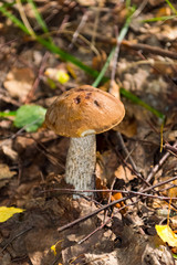 The nature of the Moscow region,mushrooms hid in the grass