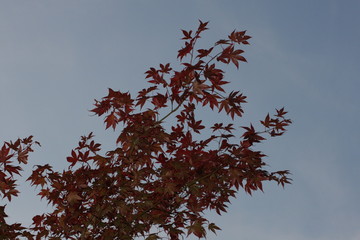 tree with sky behind