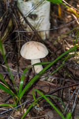 The nature of the Moscow region,mushrooms hid in the grass