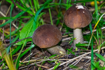 The nature of the Moscow region,mushrooms hid in the grass