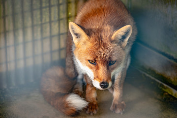 檻の中のキツネ