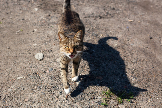 Homeless cat walks on the street on a sunny day. A rabid animal is advancing. Cute kitty wants to eat.