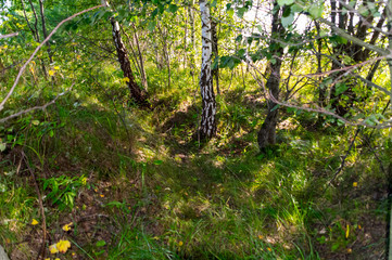 The nature of the Moscow region,View of the summer forest near Moscow