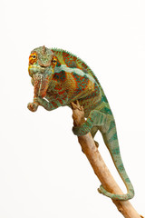 Pantherchamäleon (Furcifer pardalis) - Panther chameleon © bennytrapp