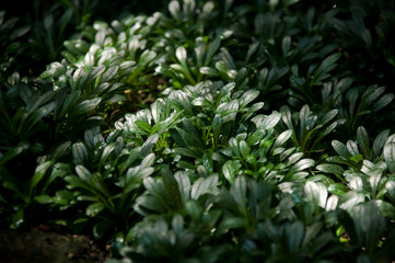 The natural texture of seamless floral pattern with young spring leaves of the plant on sunny spring day.