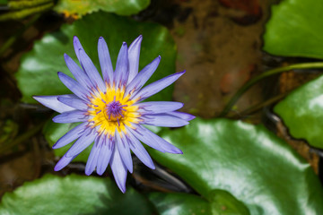 blue yellow lotus and green leaf in natural river