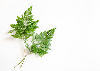 Fern foliage close-up fresh green leaves on white background.