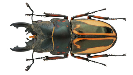 Lucanidae-Prosopocoilus zebra (Olivier, 1789)