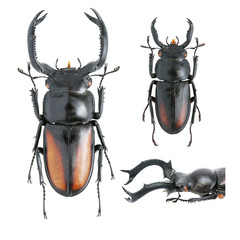 Lucanidae-Rhaetulus crenatus Westwood, 1871