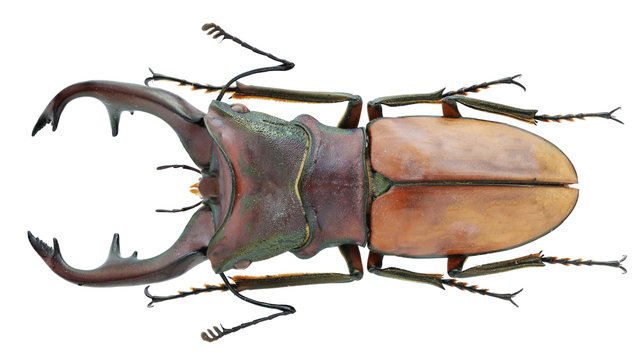 Giant stag beetle with long horns cyclommatus metallifer