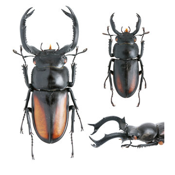 Lucanidae-Rhaetulus crenatus Westwood, 1871