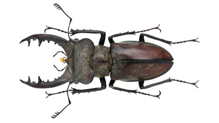 Lucanidae-Lucanus fukinukiae Katsura & Giang, 2002