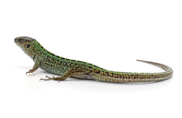One green lizard.
