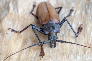 Giant Fijian longhorn beetle from island Koh Phangan, Thailand. Closeup, macro. Giant Fijian long-horned beetle, Xixuthrus heros is one of largest living insect species.Large tropical beetle species