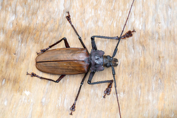 Giant Fijian longhorn beetle from island Koh Phangan, Thailand. Closeup, macro. Giant Fijian long-horned beetle, Xixuthrus heros is one of largest living insect species.Large tropical beetle species