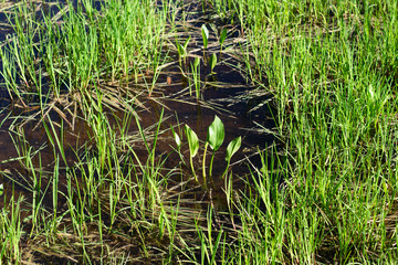 Green plants. Plants simple summer background.